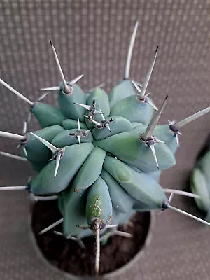 Myrtillocactus Geometrizans Cristata Crested Monstrose Plant Giant Form #2 • $47.50