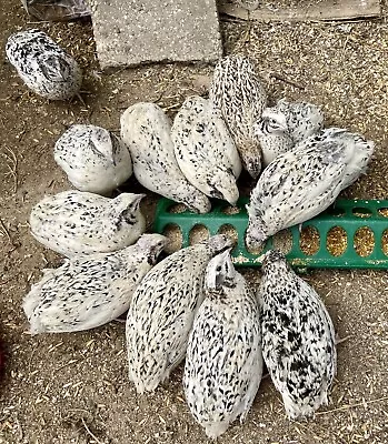 CAGE FREE - 24 Coturnix Quail Fertile Hatching Eggs - ALL COLORS • $11.49