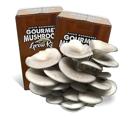 Aussie Mushrooms Ready To Grow Mushroom Kit -  Pearl / Blue Oyster • $36.95