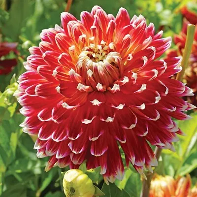 1x Dahlia 'Akita' Garden Flower Bulbs & Tubers Plant Now For Spring Decorative • £3.99