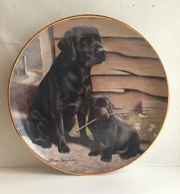 £18 • Buy ‘Like Father Like Son’ Collectors 8” Plate By Nigel Hemming Black Labrador Dogs