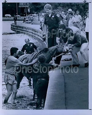 1982 Oakland CA PD Mounted Patrol Horse Justice Vs Police Press Photo • $24.99