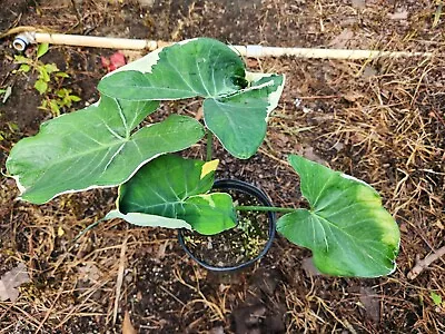 Variegated Xanthosoma Elephant Ear Mickey Mouse Alocasia 1 Gallon Container • $44