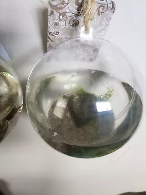 EXPERIMENTAL Grass Shrimp Closed Enclosed Ecosystem ECOSPHERE SHRIMPARIUM • $25