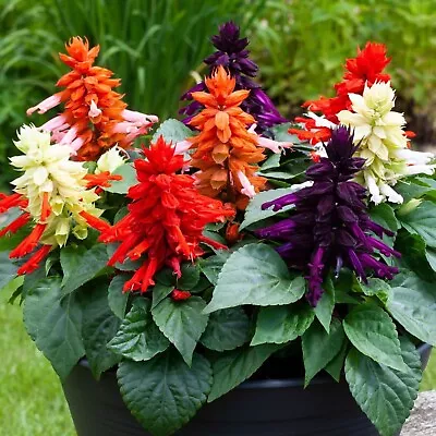 Salvia Mini Plug Plants Mixed Flowers Heat Tolerant Garden Patio Pack Of 12 • £9.99