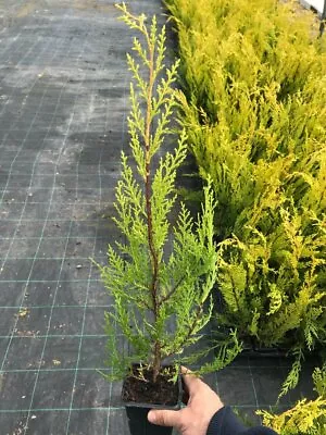 10 Gold Leylandii Hedging - Leyland Cypress Apx 35-50cm Tall • £29.95