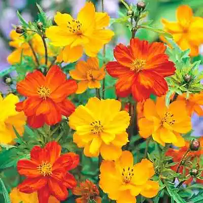 Cosmos Sulphureus Bright Lights Klondyke Mix 240 Seeds+FREE PLANT LABEL  • £0.99