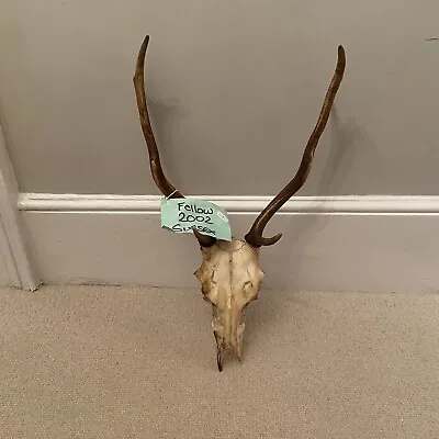 Fallow Deer Antlers With Skull Unmounted No Shield 2002 Sussex • £55