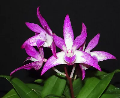 Dendrobium Brinawa Charm 'WC' This Is A Keiki From A Mericloned Plant • $9