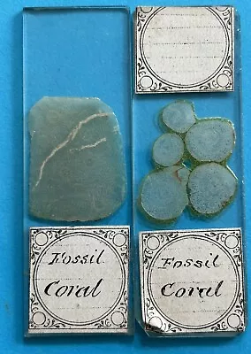 A Pair Of Antique Microscope Slides. Showing Fossil Coral. • $12.43