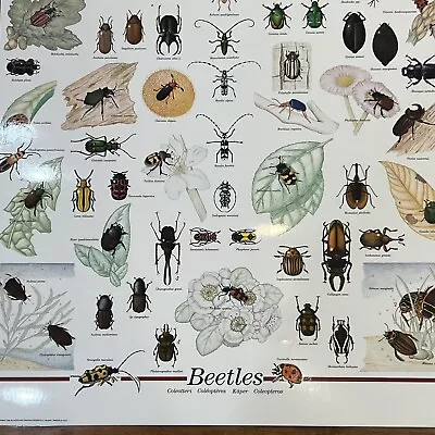 Vintage Beetles Educational Poster Wall Art Decor Laminated 1992 Nuova Arti • $12.99