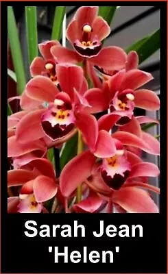 $25 • Buy OoN Cymbidium Orchid Sarah Jean 'Helen' (M3403)The Red Sarah Jean 85mmSqP