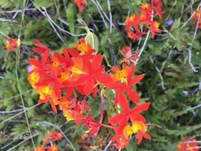 Epidendrum Radicans/reed Stem/ Fire Star/crucifix Orchid 2 Rooted  4 Cuttings  • $25