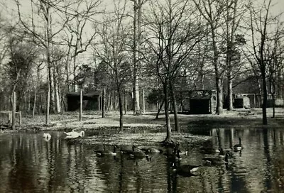 Swans & Geese Deer Island Bridgeton Park New Jersey B&W Photograph 3.5 X 5 • $9.98