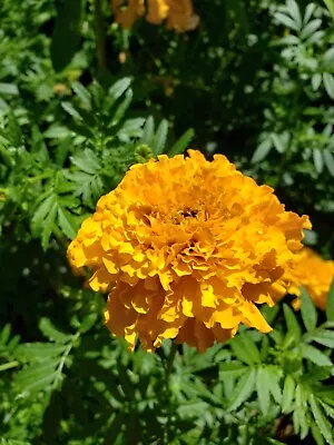 Giant  African Marigold Yellow Crackerjack 50 FRESH 2022 SEEDS • $2.99