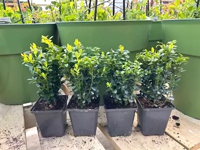 4 X 9cm Buxus Boxwood Evergreen Great For Hedging Quality Garden Plants 9cm Pots • £14.95