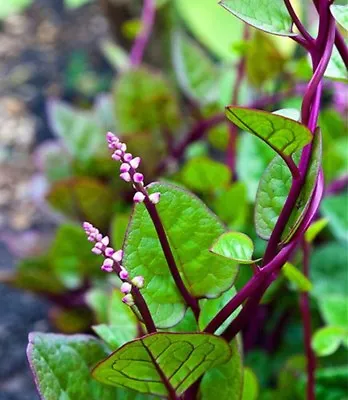 1-OZ Red Stem Malabar Spinach Seeds Alugbati Pak Plang Vietnamese Mồng Tơi 木耳菜 • $9.95