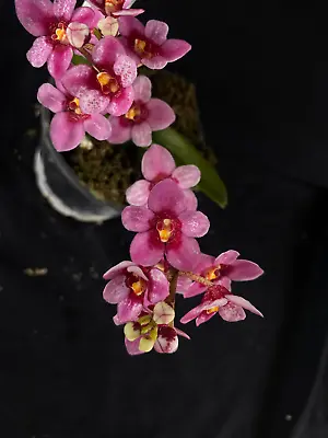 $65 • Buy Select Barrita Orchids Sarcochilus INDP/111