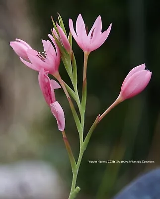 Kaffir Lily Plants Schizostylis Coccinea Pink Princess • £13.99