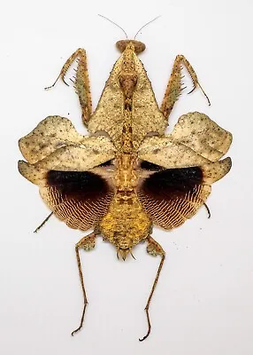 Mantidae - Deroplatys Trigonodera (f) -Leaf-mimic  - Color Form - V. Rare (DT58) • $38.98