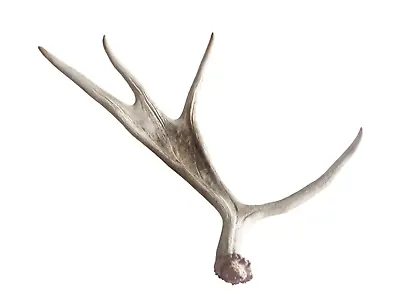 Real Moose Antler Shed For Decor Home Rustic Display Antlers Crafts Horn • $59.99