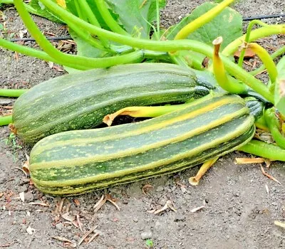 36+COCOZELLE ZUCCHINI Seeds Organic Heirloom Summer Vegetable Garden Container • $3.25