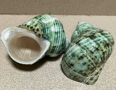 2 Polished Silver Mouth Turbo Seashells 2-2 3/4 :  Decor Hermit Home Crafts • $5.95