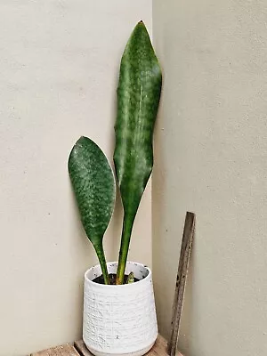 LARGE Sansevieria Whale Fin - Indoor/Outdoor Plant. • $39