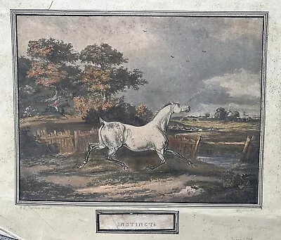 F C Turner Antique Print Instinct Equine Grey Horse Thoroughbred Fox Hunting C19 • $24.60