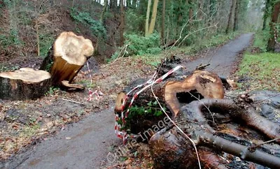 Photo 6x4 Fallen Tree Barnett Demesne Belfast Balmoral/J3168 The Cut R C2009 • £2