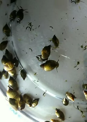 50+ Pond Snails Cleaner Puffer Fish Food • $20