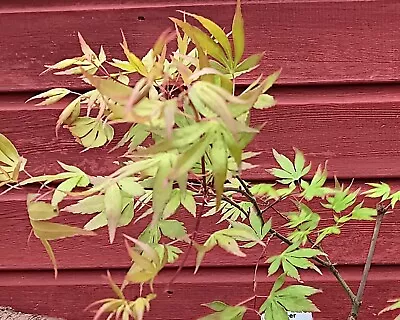 Acer Palmatum Ushi No Tsume  In 9cm Pot  Maple • £15.75