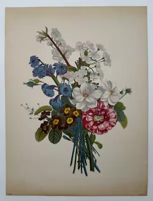 Vintage JL Provost 12x16 Floral Botanical Litho Print Ready To Frame Flowers • $14.99