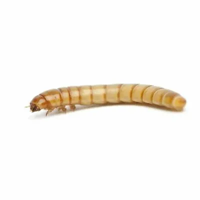 Live Mealworms (Tenebrio Molitor) Free Shipping And Live Delivery Guarantee • $10.75