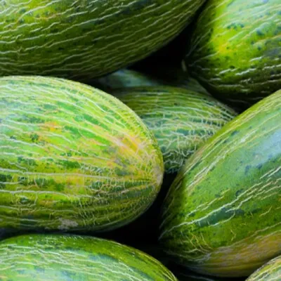 Valencia Late Melon Seeds  | NON-GMO | Heirloom | Fresh Garden Seeds • $2