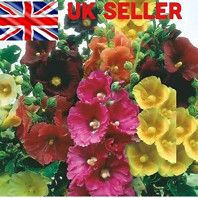 Giant Hollyhocks  Mixed Colours Perennials TALL FLOWER UK SELLER 25 Seeds • £1.95
