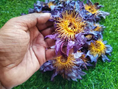 $0.01 • Buy (28g) 1oz  - Fresh Nymphaea Caerulea Organic Dried Blue Lotus Flowers Herbal Tea