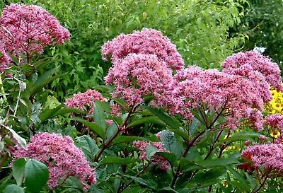 50 Pink JOE PYE WEED Eupatorium Maculatum Flower Seeds • £2.41