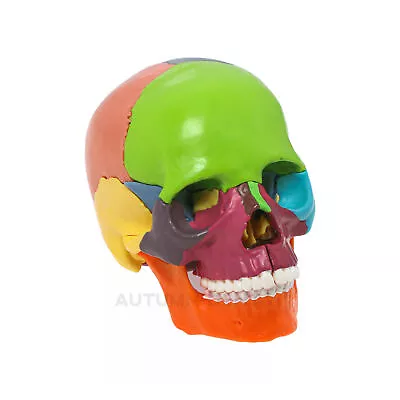 Colorful Human Skull Model Anatomical Anatomy Medical Teach Skeleton 15 Parts • $35.99