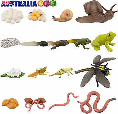 17PCS Insect Growth Life Cycle Of Frog Snail Earthworm Dragonfly Plastic Animal • $25.99