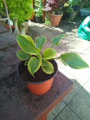 £5.50 • Buy Hosta Circular Saw