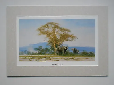 David Shepherd Print 'Fever Trees' Elephants UNFRAMED • £21.50