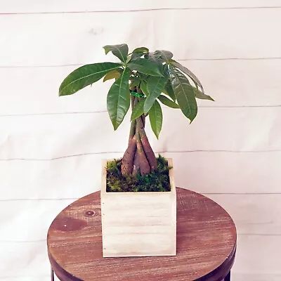 LIVE Money Tree Pachira Aquatica Good Luck Bonsai In Light Brown 5  Wooden Box • $24.95