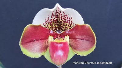 Slipper Orchids- Complex Type Paphiopedilum Seedling 68mm Pots • $30