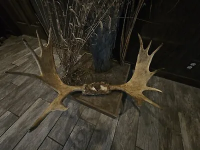 Moose Antlers ~ Wall Mount  ~  38  Wide ~ Man Cave - Mantle Décor - Moose Sheds  • $799