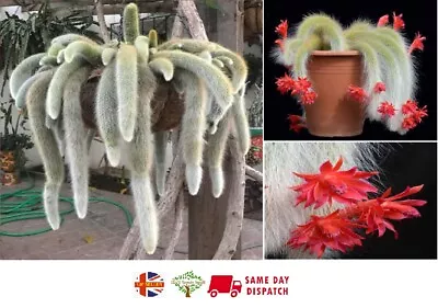 Monkey Tail Cactus (Cleistocactus Colademononis) | 20+ Seeds | Same Day Dispatch • £4.99