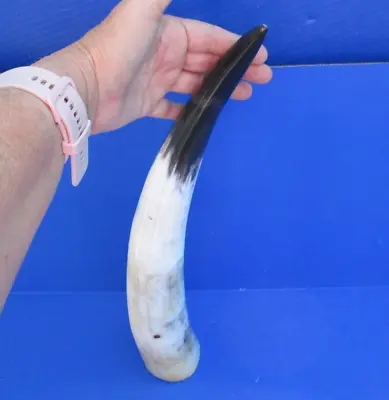 17 Inch Polished White Cattle/Buffalo Horn From India Taxidermy # 47771 • $14.99