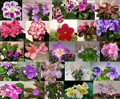 African Violet *Trailers* YOU PICK 2 Leaves Or A Crown Unrooted Leaf Sets Pairs • $4.25