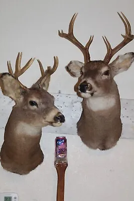Pair Whitetail Deer Heads Shoulder Mounts Taxidermy Shed Antler Hunt Mule Cape • $280