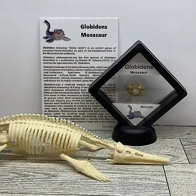 Mosasaur Globidens Extinct Marine Reptile Dinosaur Tooth Fossil In Case With Toy • $14.99
